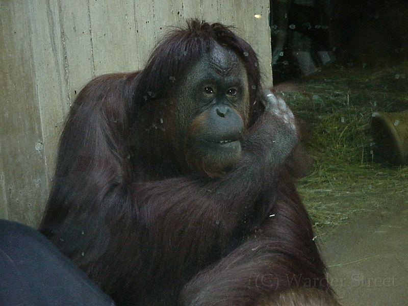 Orangutan 1.jpg